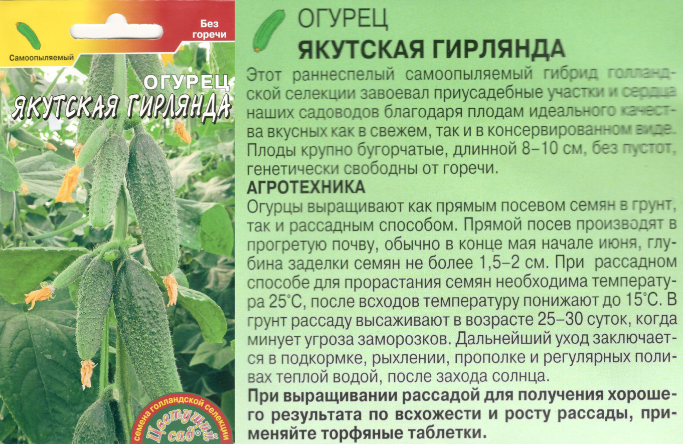 картинка Огурец Якутская гирлянда 0,3 гр. $ Цв.сад интернет-магазин "Дачник"