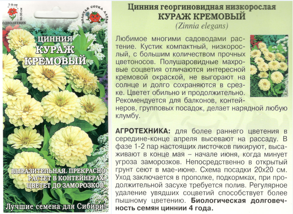 картинка Цинния Кураж кремовый 0,3 гр. (однолет.) $ Цв.сад интернет-магазин "Дачник"