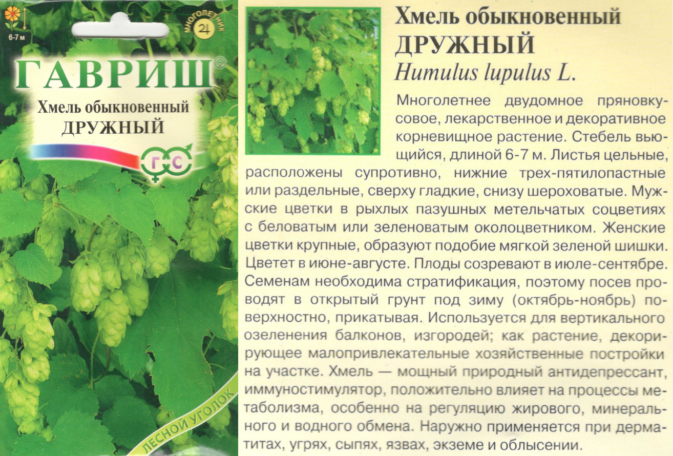 картинка Хмель Дружный 0,1 гр. обыкнов. (многолет.) $ Гавриш интернет-магазин "Дачник"