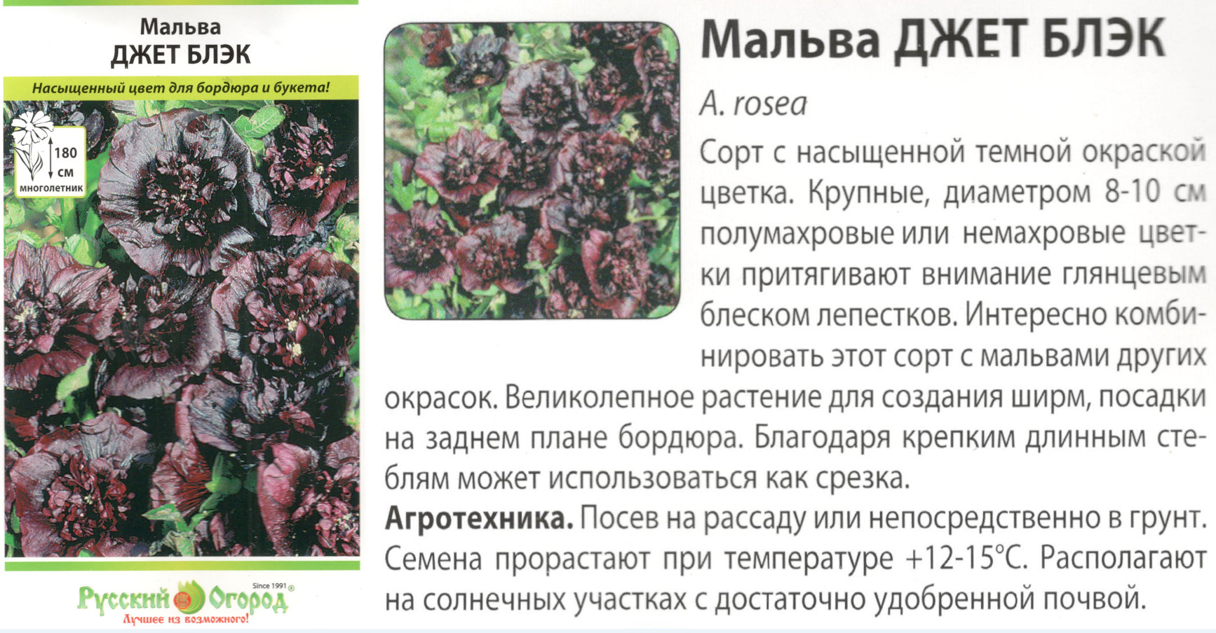 картинка Мальва Джет Блэк 0,5 гр. (многолет.) $ Цв.сад интернет-магазин "Дачник"