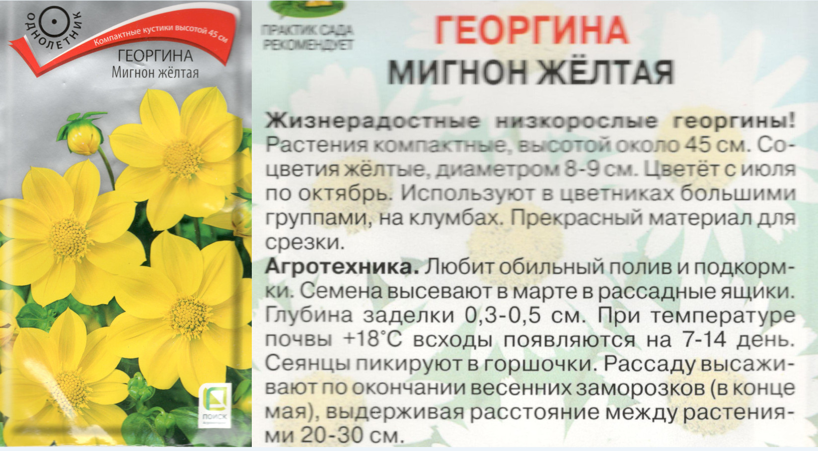 картинка Георгина Мигнон желтая 0,2 гр. $ Поиск интернет-магазин "Дачник"