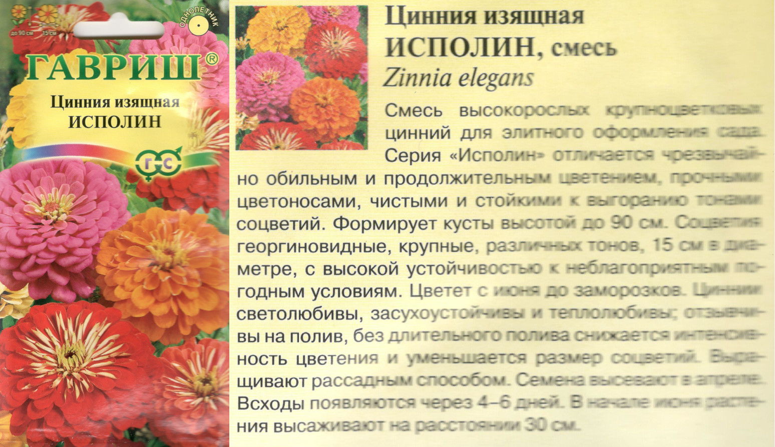 картинка Цинния Исполин 0,3 гр. смесь (Гавриш) $ Цв.сад интернет-магазин "Дачник"