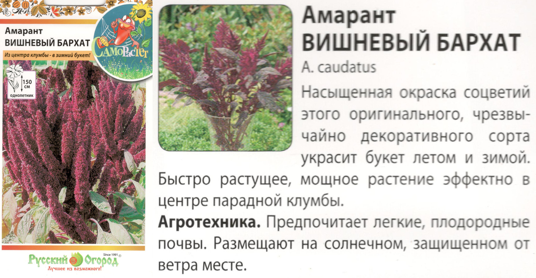 картинка Амарант Вишневый бархат 0,15 гр. (однолет.) $ РО интернет-магазин "Дачник"